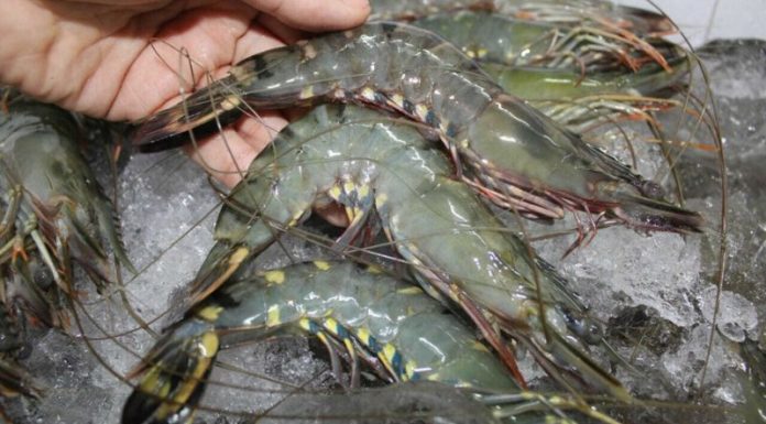 Warning Signs to Identify before Buying Shrimp