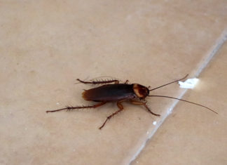 Proven Strategies: Natural Remedies for Eliminating Cockroaches at Home