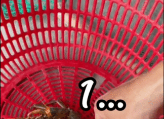 Discover How to Buy Crab Without Falling for Misleading Tactics: It’s Got the Internet Buzzing!