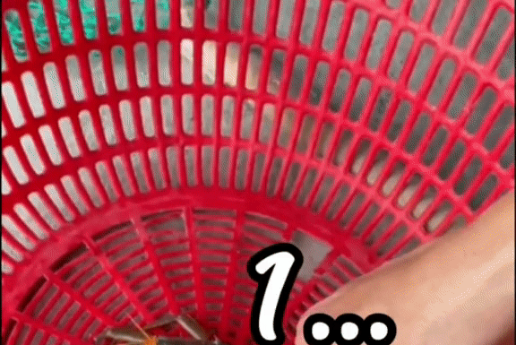 Discover How to Buy Crab Without Falling for Misleading Tactics: It’s Got the Internet Buzzing!