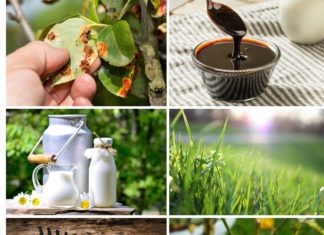 The Magical Powers of Expired Milk: 10 Surprising Ways to Nurture Your Plants