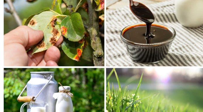 The Magical Powers of Expired Milk: 10 Surprising Ways to Nurture Your Plants