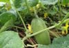 Unique Cucumber Variety Beloved by the Mong People With Giant Fruit