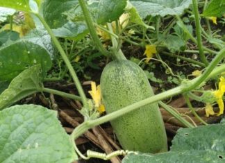 Unique Cucumber Variety Beloved by the Mong People With Giant Fruit