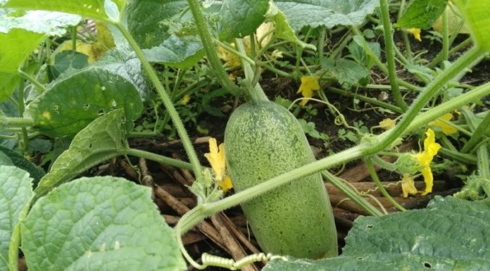 Unique Cucumber Variety Beloved by the Mong People With Giant Fruit
