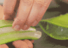 Cooking with Aloe Vera: Tips for Women to Avoid Food Poisoning