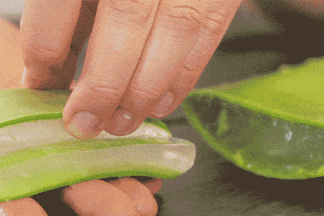 Cooking with Aloe Vera: Tips for Women to Avoid Food Poisoning