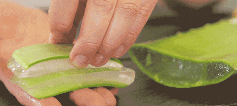 Cooking with Aloe Vera: Tips for Women to Avoid Food Poisoning