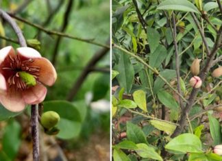 Exploring the Characteristics, Significance, and Beautiful Images of Hàm Tiếu Flower