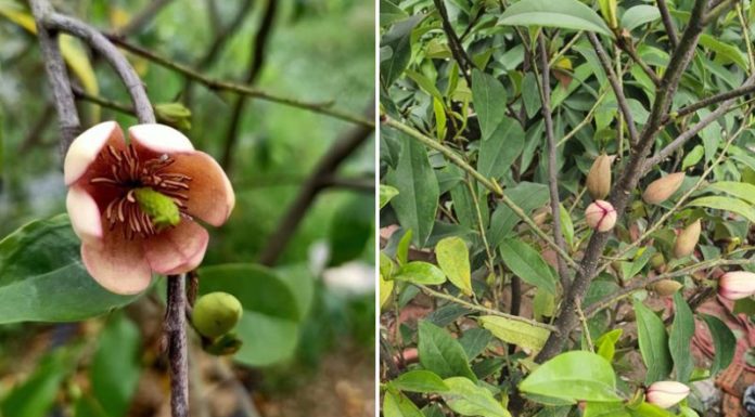 Exploring the Characteristics, Significance, and Beautiful Images of Hàm Tiếu Flower