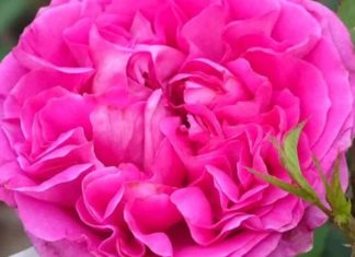 How to Plant and Care for Sapa Ancient Roses at Home