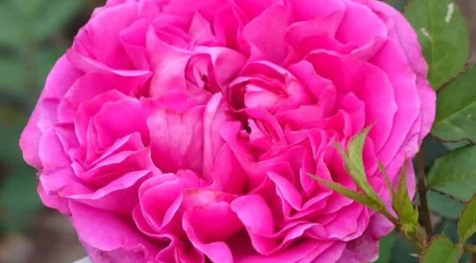 How to Plant and Care for Sapa Ancient Roses at Home