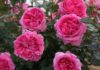 How to Plant and Care for French Roses at Home: Meaning and Images