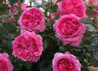 How to Plant and Care for French Roses at Home: Meaning and Images