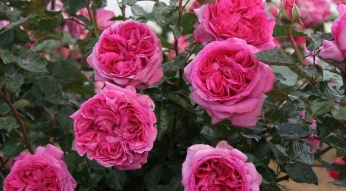 How to Plant and Care for French Roses at Home: Meaning and Images
