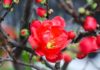 Learn How to Plant and Care for Red Mai Flowers at Home