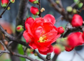 Learn How to Plant and Care for Red Mai Flowers at Home