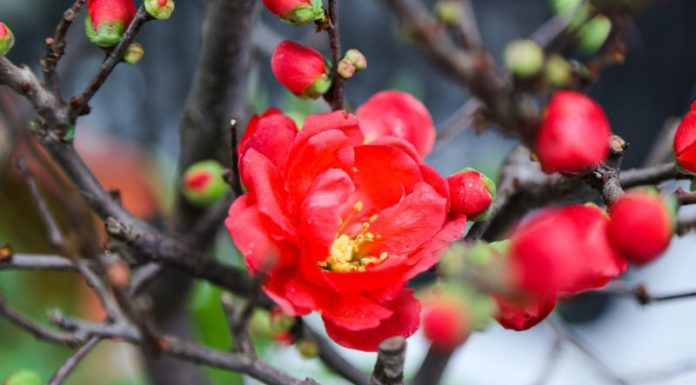 Learn How to Plant and Care for Red Mai Flowers at Home