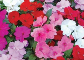 “Exploring the Beauty of Gemstone Flowers: Planting and Care Guide”