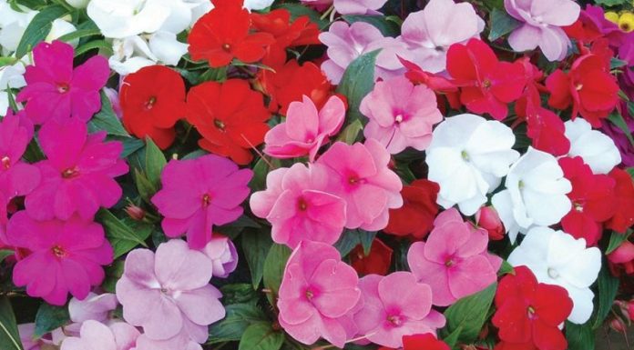 “Exploring the Beauty of Gemstone Flowers: Planting and Care Guide”