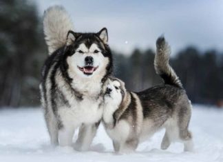 The Ultimate Guide to Freshening Up Your Alaskan Pooch: Bathing Tips to Reduce Odor