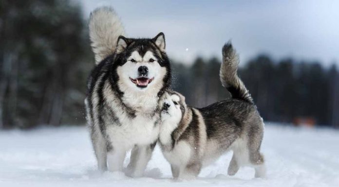 The Ultimate Guide to Freshening Up Your Alaskan Pooch: Bathing Tips to Reduce Odor