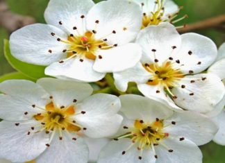 Learn How to Plant and Care for White Lilies to Appreciate their Beauty