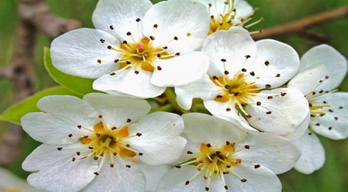 Learn How to Plant and Care for White Lilies to Appreciate their Beauty