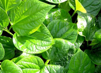 What Side of the Chả Lá Lốt Leaf Should We Roll?