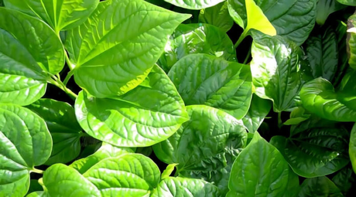 What Side of the Chả Lá Lốt Leaf Should We Roll?