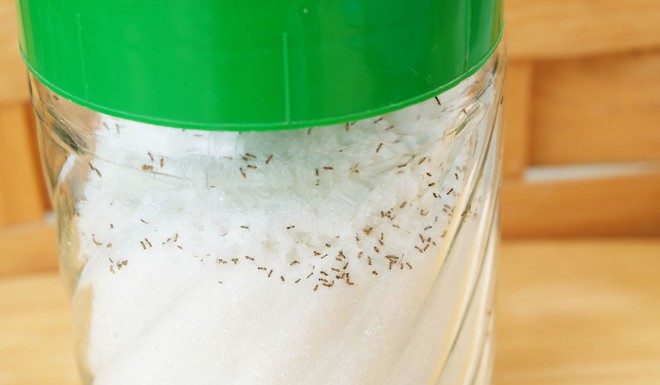 3 Simple Steps to Keep Ants Away from Your Kitchen’s Sugar Jar