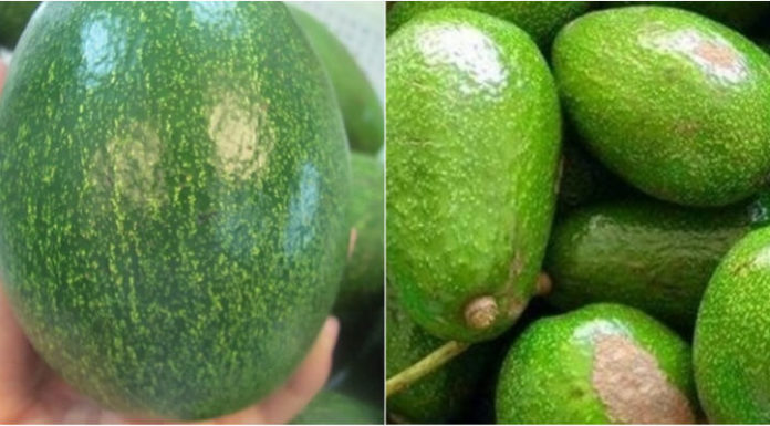 Knowledge of Selecting Ripe Avocados among the People of Dak Lak Province