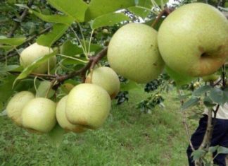 Tasting Le Tai Nung: An Enjoyable Experience of Sweet and Refreshing Flavor