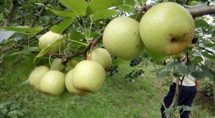 Tasting Le Tai Nung: An Enjoyable Experience of Sweet and Refreshing Flavor