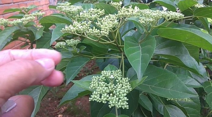 Delicious and Healthy Western Wild Vegetables