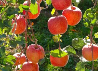 How to Identify Imported Fuji Apples from Different Countries