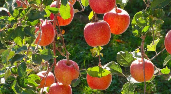 How to Identify Imported Fuji Apples from Different Countries