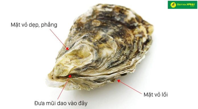 Instructions for Opening Oysters Easily, Safely and Quickly