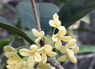 Fragrant Home Decor: Flowering Plants to Bring in Beautiful Aromas