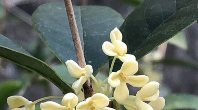 Fragrant Home Decor: Flowering Plants to Bring in Beautiful Aromas