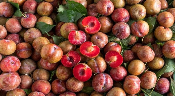 Identifying Japanese and Chinese Plums: Where are Plum Trees Grown?
