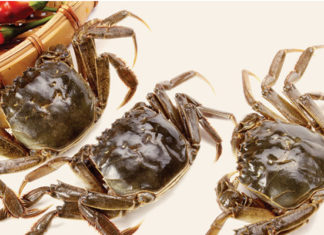 How to Select and Prepare Crabs for an Enjoyable Meal Experience