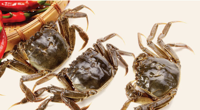 How to Select and Prepare Crabs for an Enjoyable Meal Experience