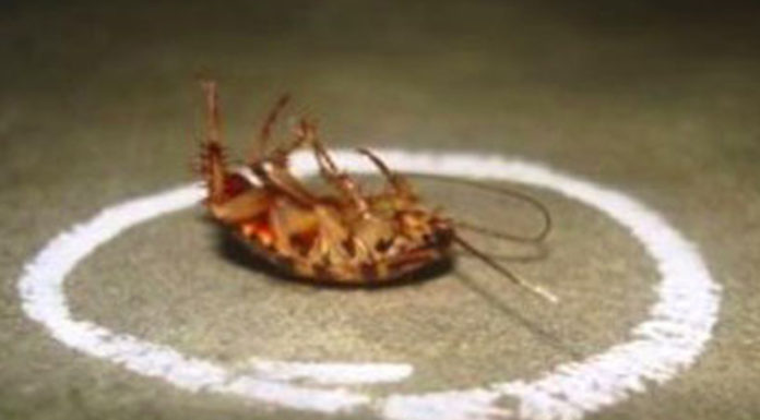 Natural Solutions to Repel Mosquitoes and Roaches