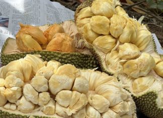 How Much Does a Kilogram of Durian Cost and What Makes It so Popular?