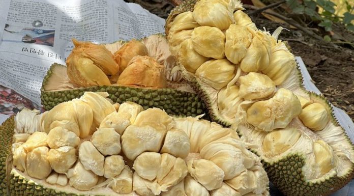 How Much Does a Kilogram of Durian Cost and What Makes It so Popular?
