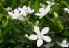 Discover the Meaning and Benefits of White Wood Flower