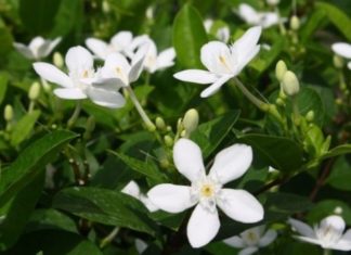 Discover the Meaning and Benefits of White Wood Flower