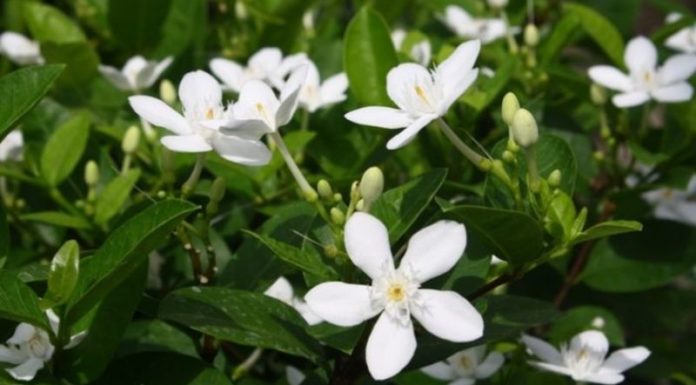 Discover the Meaning and Benefits of White Wood Flower