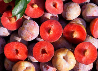 When Does the Hanoi Plum Harvest Begin?